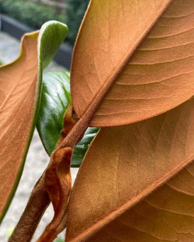 Such perfection. A Magnolia trimming from the neighbours tree, found while doing a site measure up this morning 🙌
.
.
.
#magnoliatree #landscapedesign #sydneygardens #naturesgifts #payattention