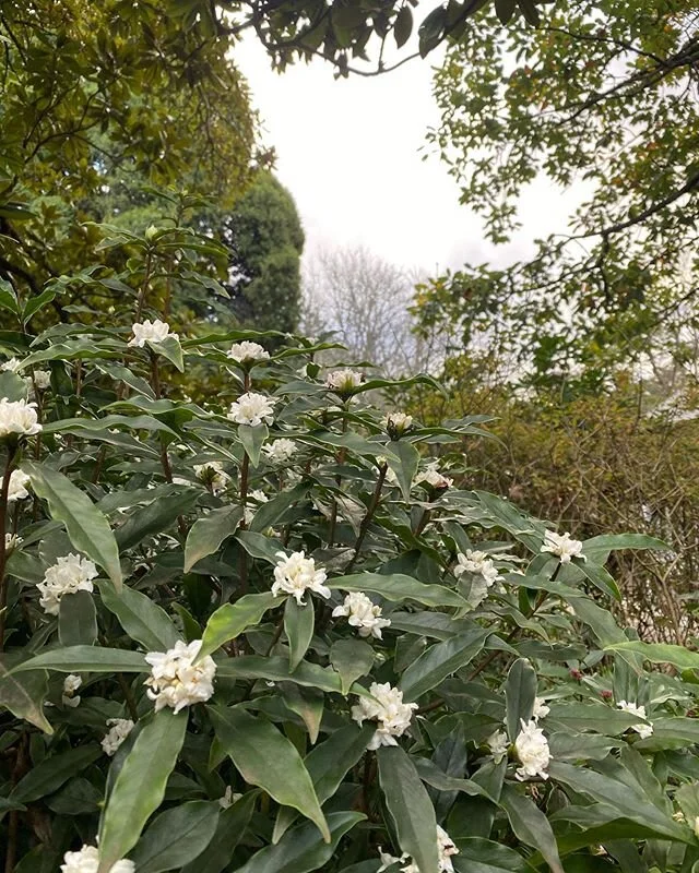 The white Daphne is in full bloom, filling the air with its intoxicating scent. 
#daphne #winterflowering #gardening
