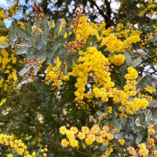 Acacia baileyana 'Purpurea' 🙌

#acacia #nativeplants #cootamundrawattle #winterflower #gardening