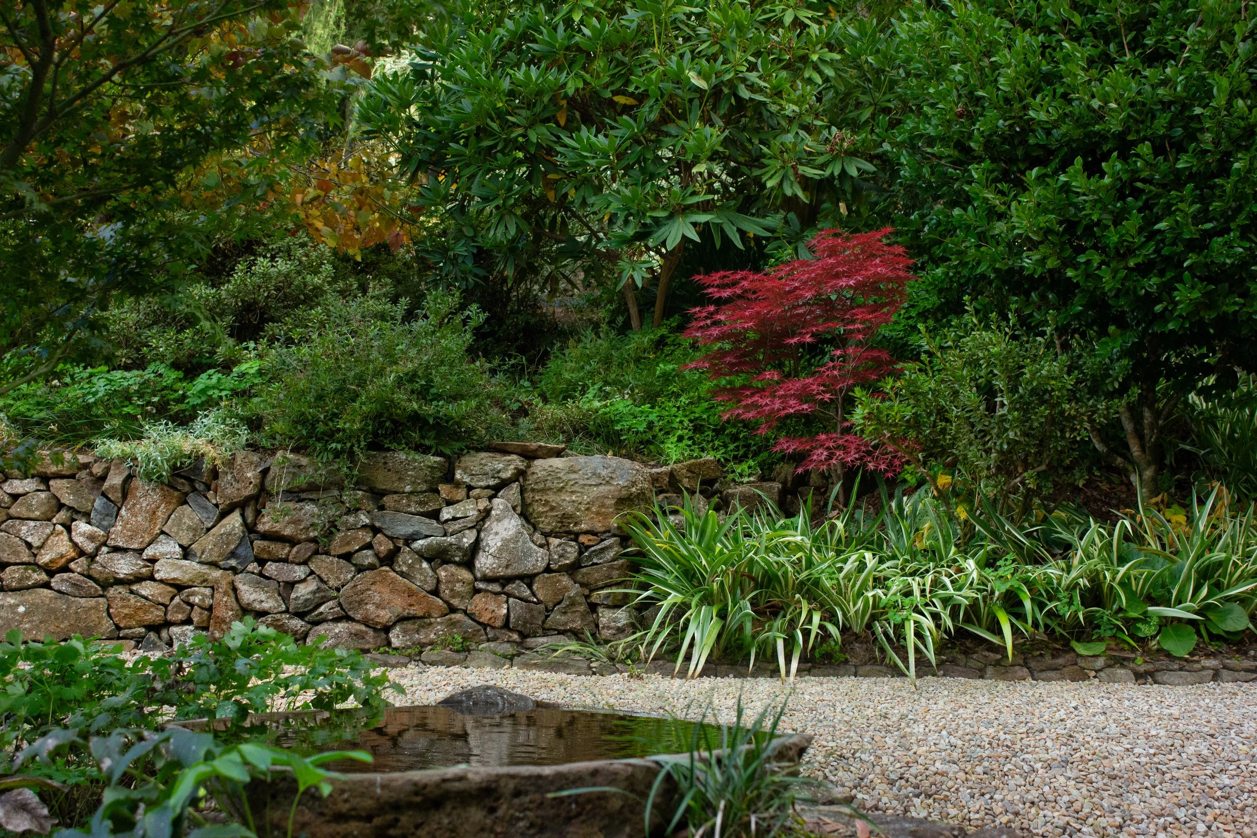 pond and acer.jpg
