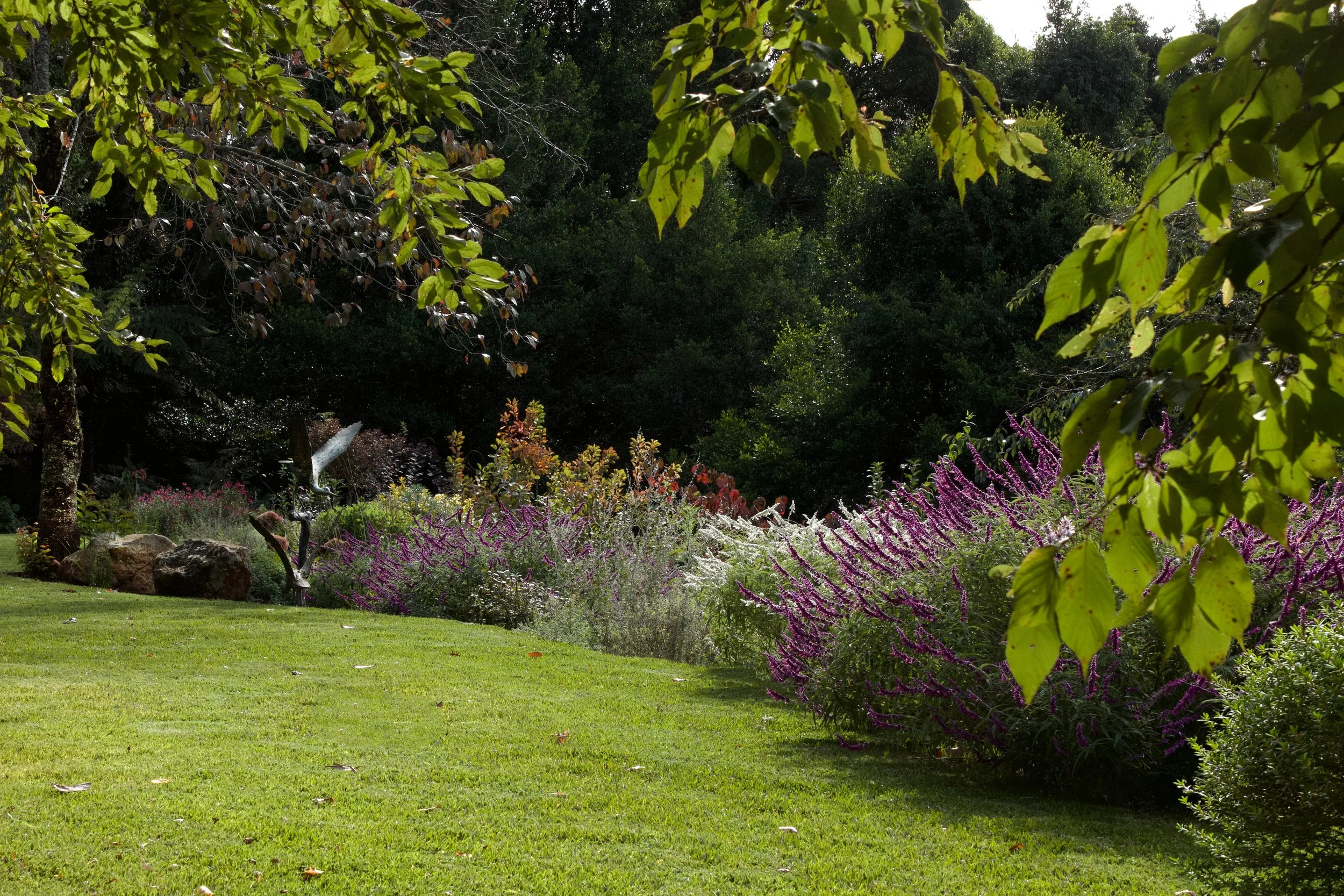 lawn salvia and bird.jpg