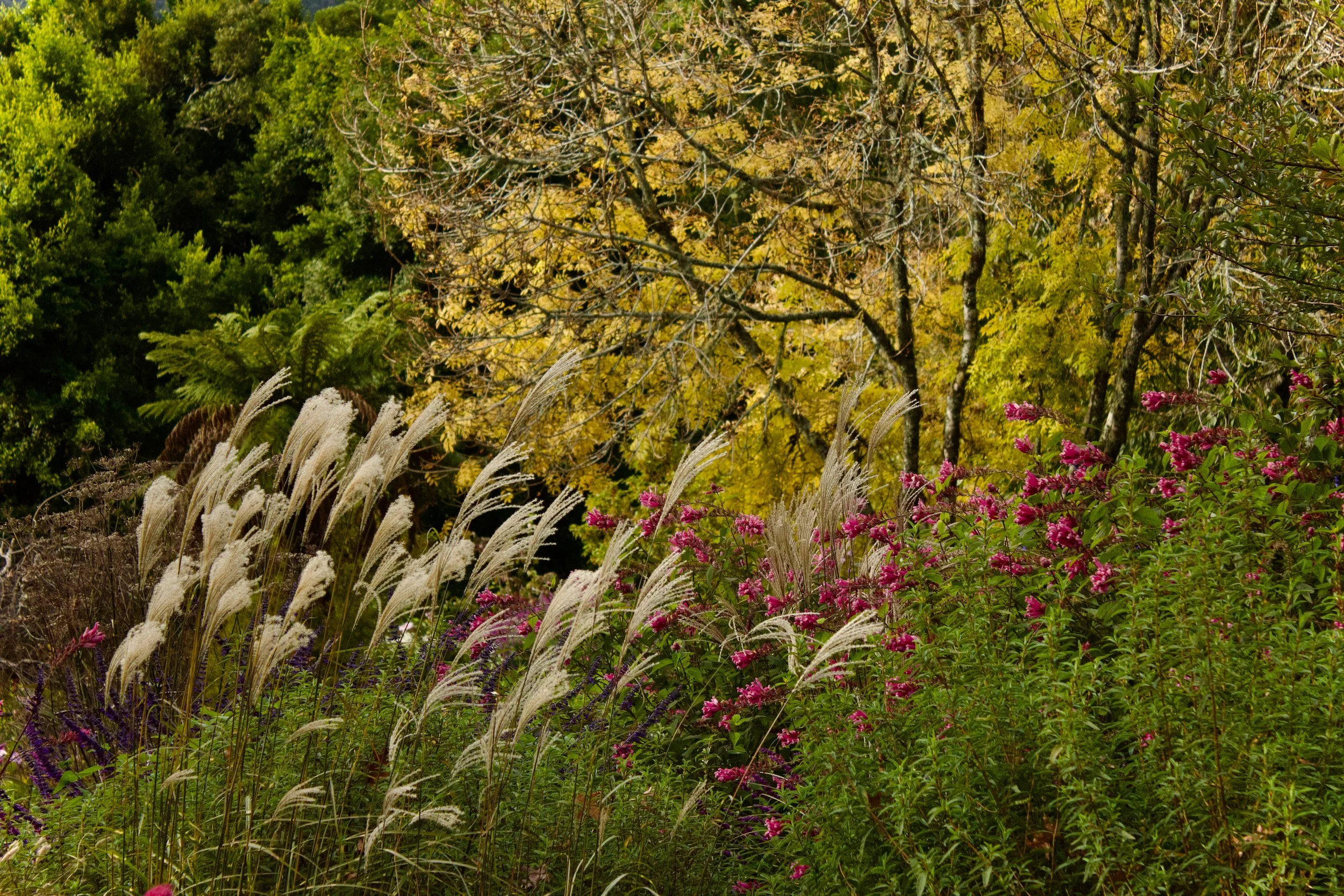 miscanthus.jpg