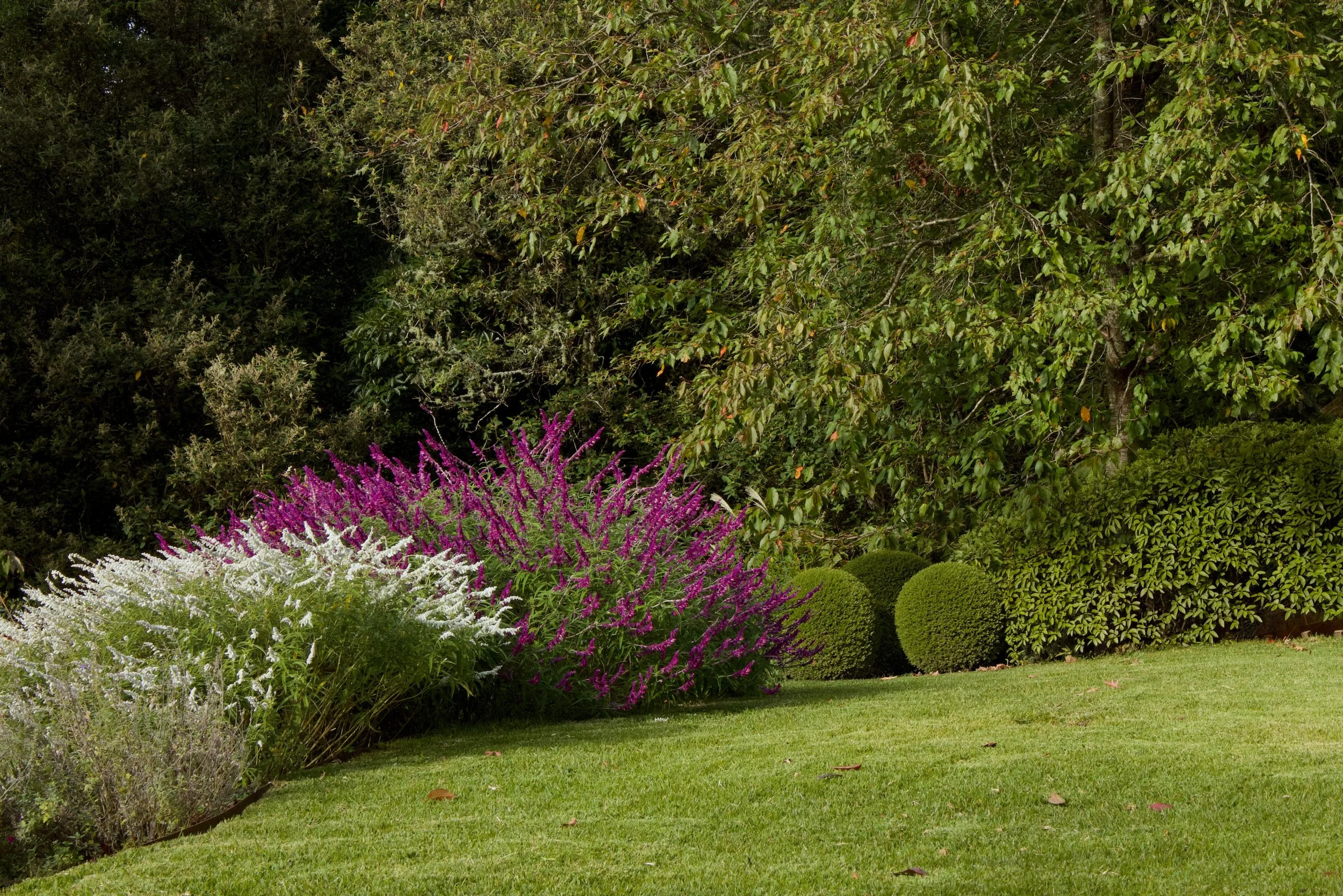 salvias and lawn.jpg