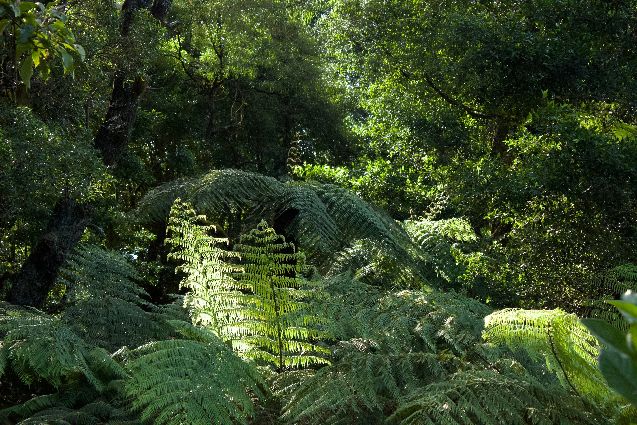 ferns.jpg
