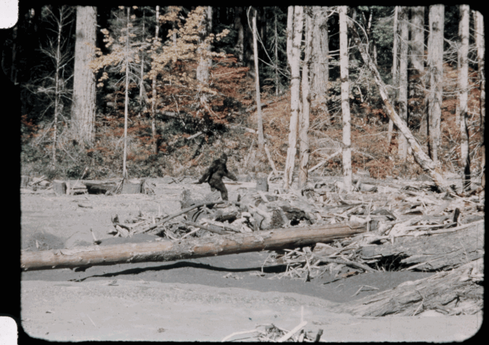 A stabilised frame in gif format, taken from the Patterson-Gimlin film. Courtesy of M.K. Davis. Source: tinyurl.com/zhjapp3