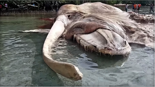 A rotting whale carcass recently washed ashore in Indonesia. PATASIWA KUMBANG AMALATU/YOUTUBE