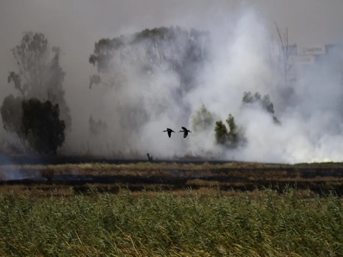 Nene fly away from fire.jpg