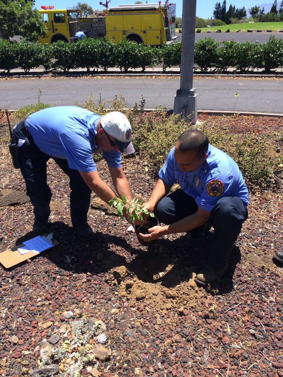 Local HFD firefighters help plant various native plants like kuluʻī in our Firewise garden.