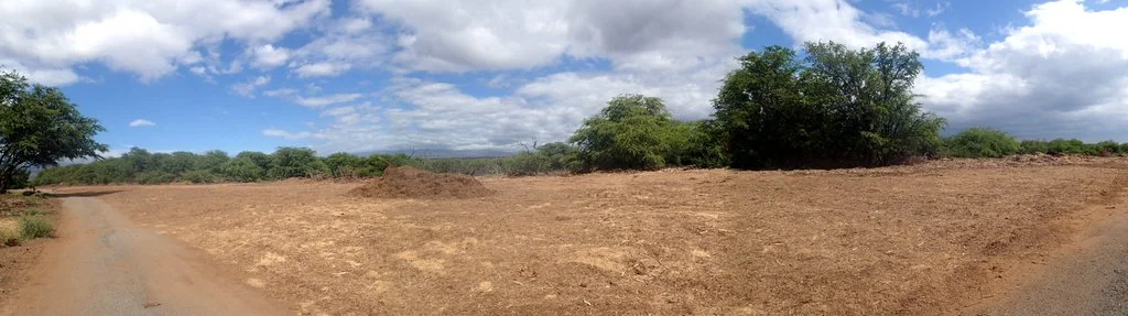 Puako Community Fuelbreak with layer of mulch that has proven successful at suppressing weed growth thus dramatically lowering maintenance costs.