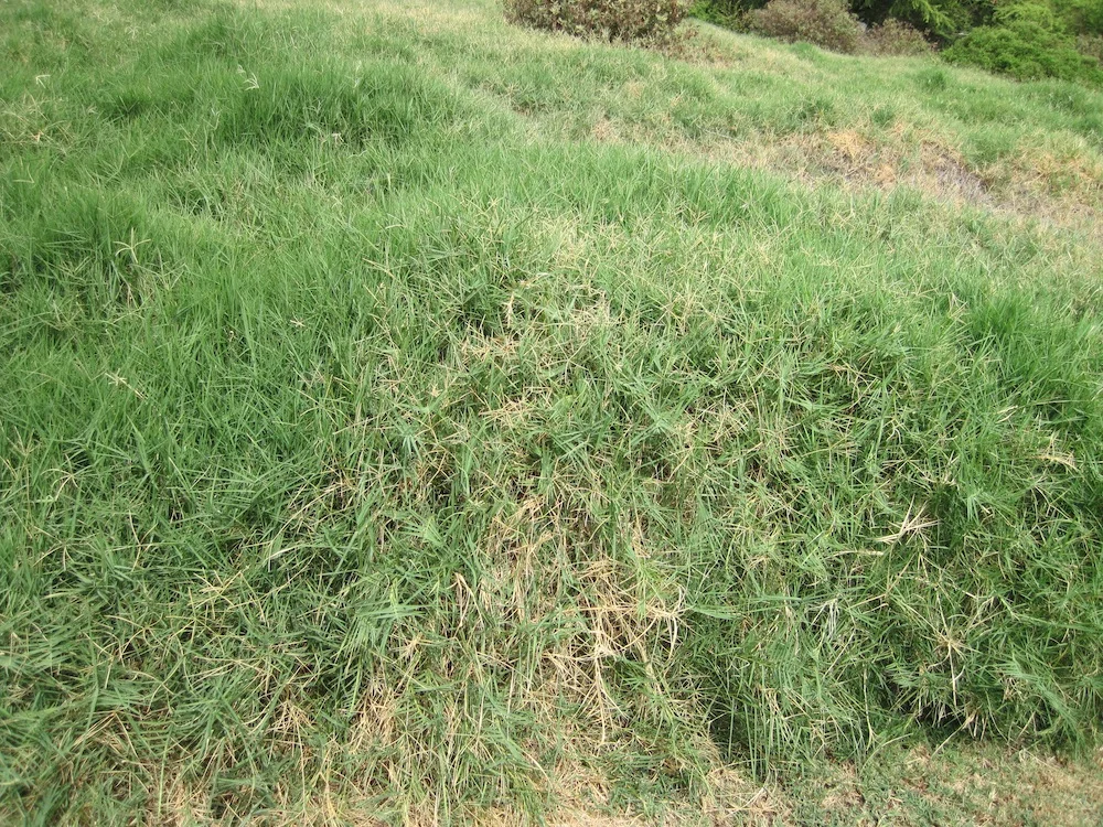 Before mulch was applied to the break, these pesky fire-prone grasses kept re-emerging on the break...
