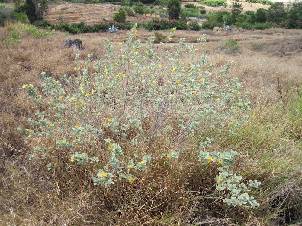 Native plants like this ʻilima are trying to make a resurgence in the neighborhood but are having trouble competing with all of the invasive fountain grasses. A successful community work day will change that!
