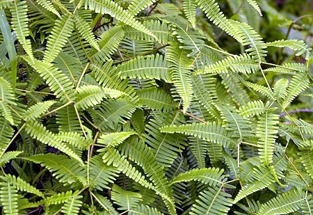 Uluhe fern. Credit - Star Advertiser