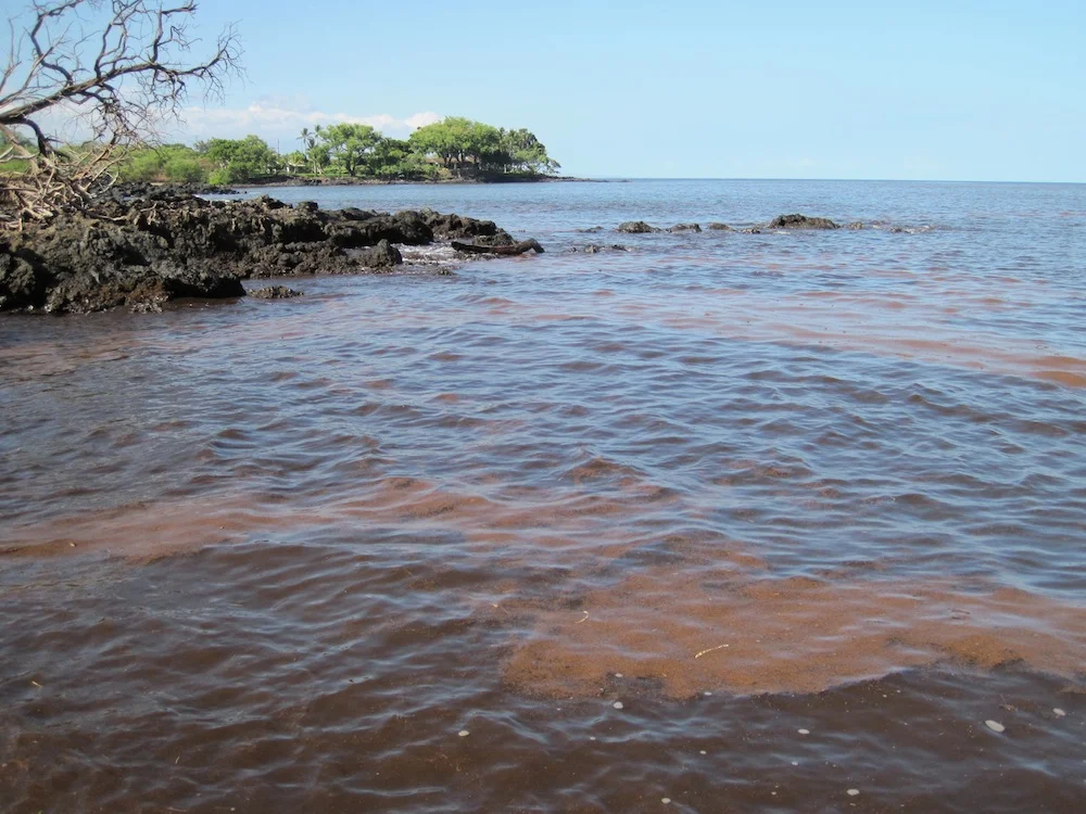 Post-fire debris smothers coastline near Mauumae Beach.