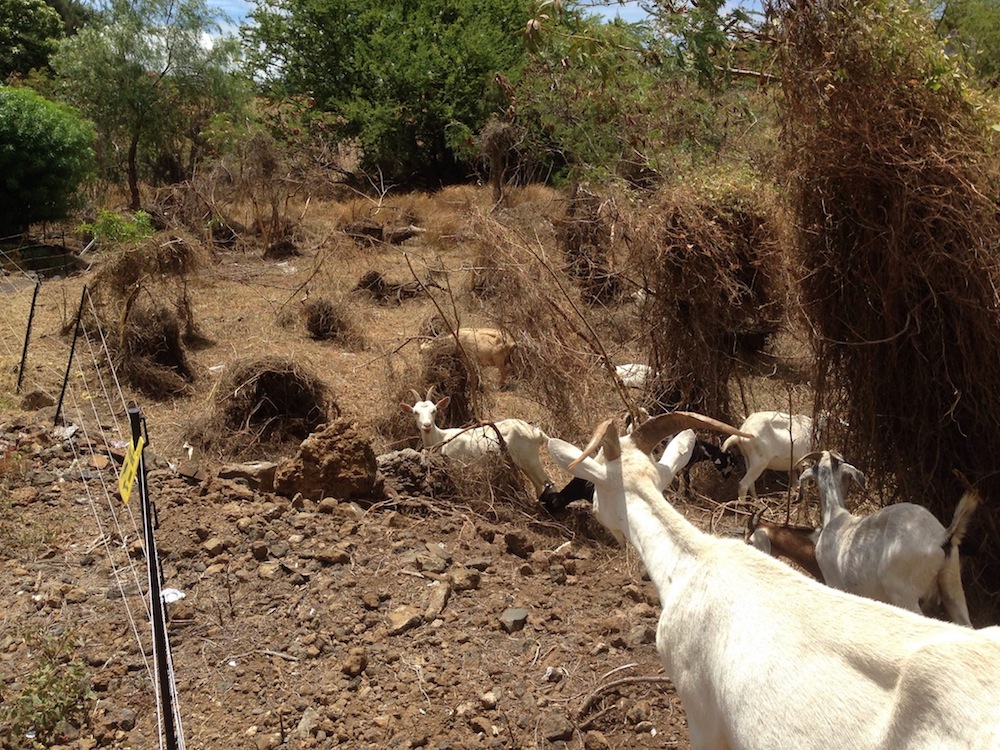 The goats end up being a lot less noisy than mechanical labor (weed-whackers, back-hoes, etc.) and can mow down an area within a few days. They are contained by a portable electric fence.