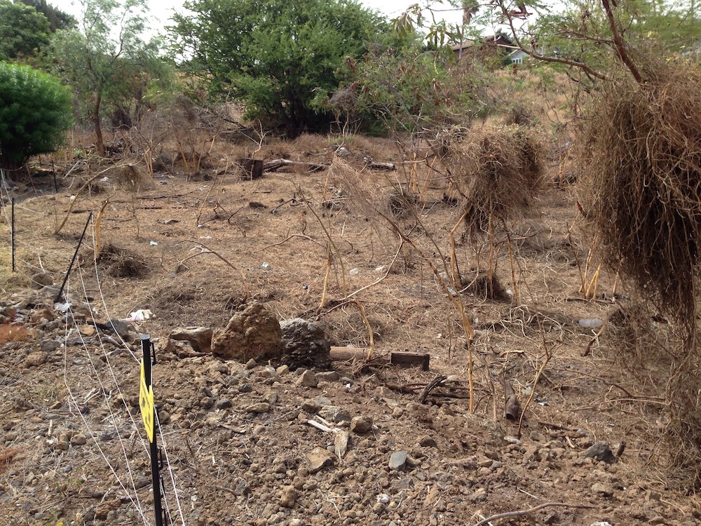 After the goats took care of most of the surface fuels, the rest were taken out by hand with ease. 