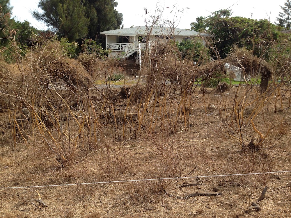 Eventually, these fuels were all cleared to create a buffer zone around each lot to help protect the homes neighboring them.