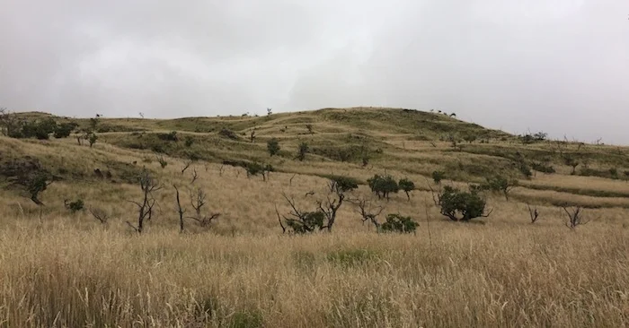 An area that was burned in the latest wildfire can be seen in the furthest puu where a group of mamane trees were scorched.