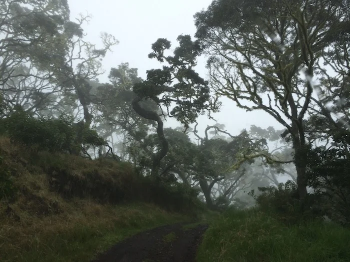 Koa forests on Mauna Kea make for a mist-erious drive.