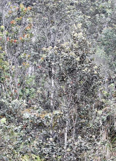 "An ohia stand grows in Kaloko Mauka. A fast-spreading wilt disease has been discovered in trees on the west side of the island. Laura Shimabuku/West Hawaii Today"