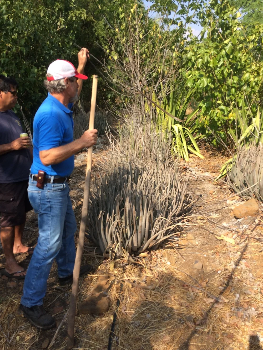 HWMO's Mike Tomich removes aloe stalk in living fuelbreak as example of fuels reduction measures that can be taken.