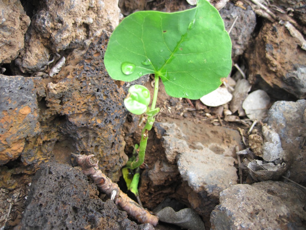 Wiliwili keiki