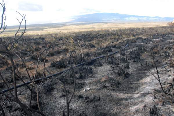 Credit: Laura Shimabuku/West Hawaii Today