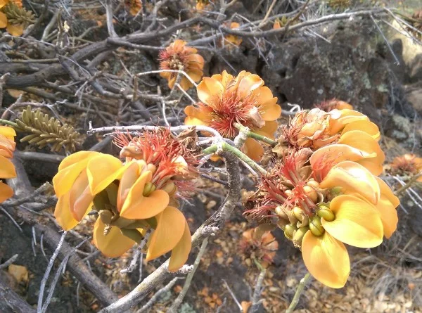 Credit: Waikoloa Dry Forest Initiative