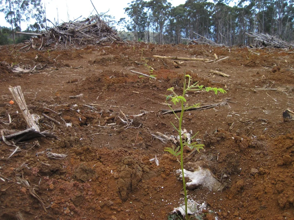 New koa plantings will replace a formerly non-native forest, taking advantage of a large, destructive wildfire that wiped out acres of eucalyptus.