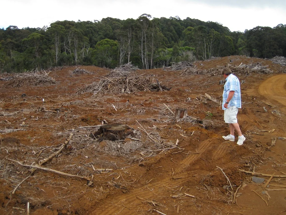 Kauai Division of Forestry and Wildlife plan to have slash piles hauled out for biomass.