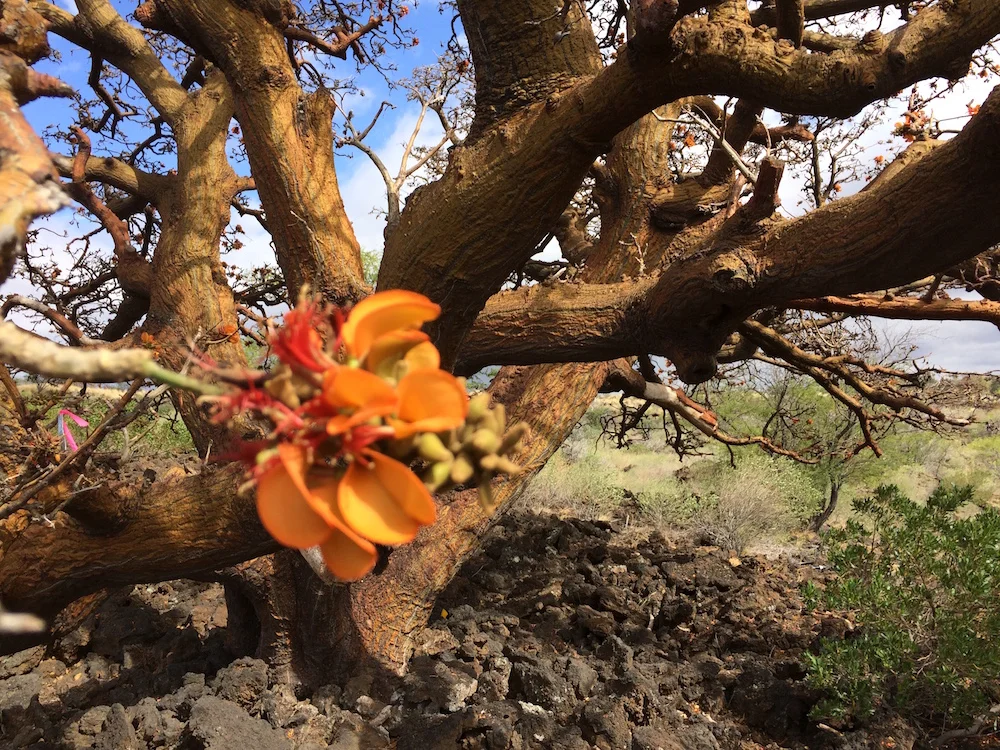 Wiliwili tree blossoms.