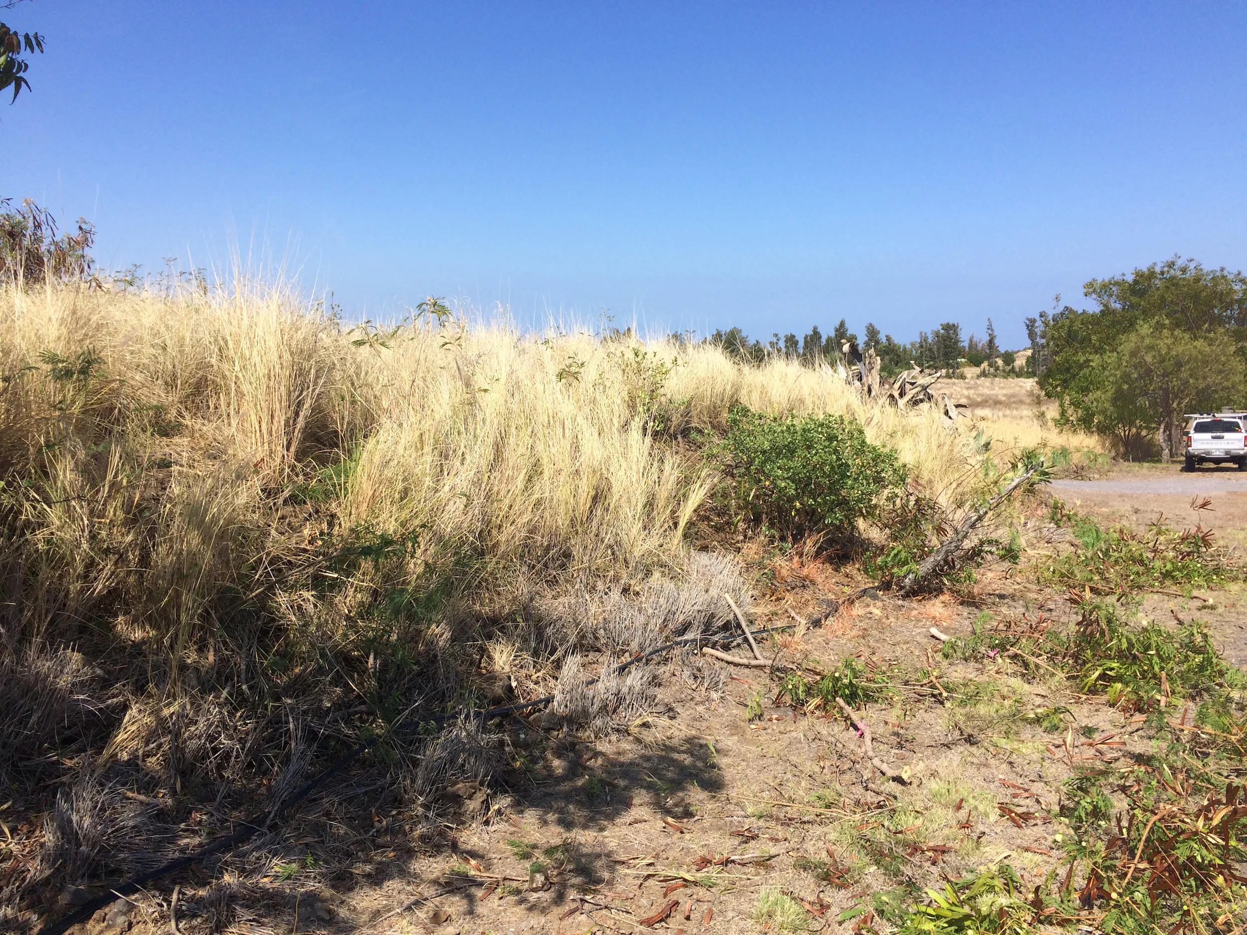 After ekoa removal on roadside.