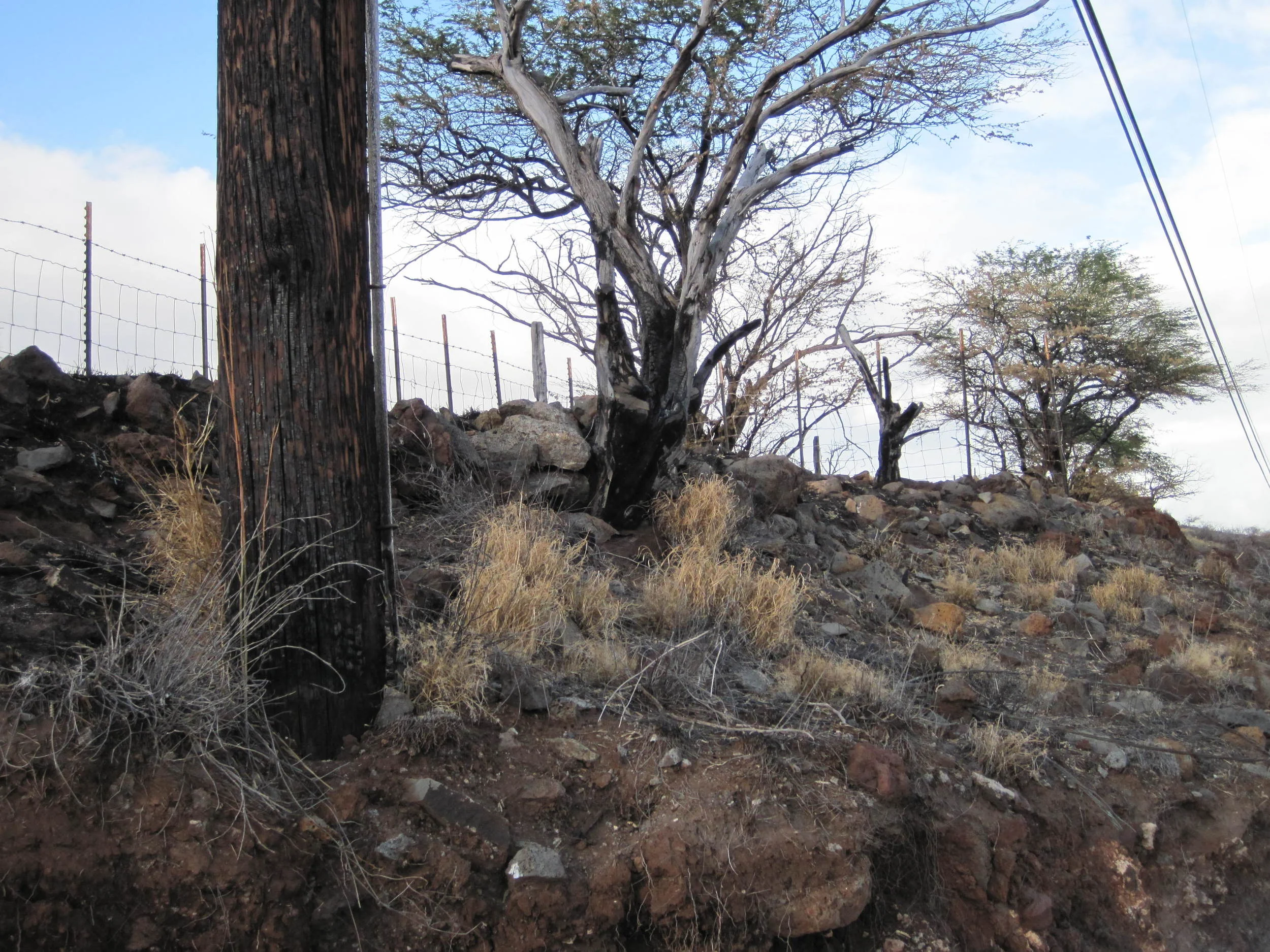 Post-fire next to powerlines from a previous wildfire in Maalaea in February 2016. Credit - HWMO
