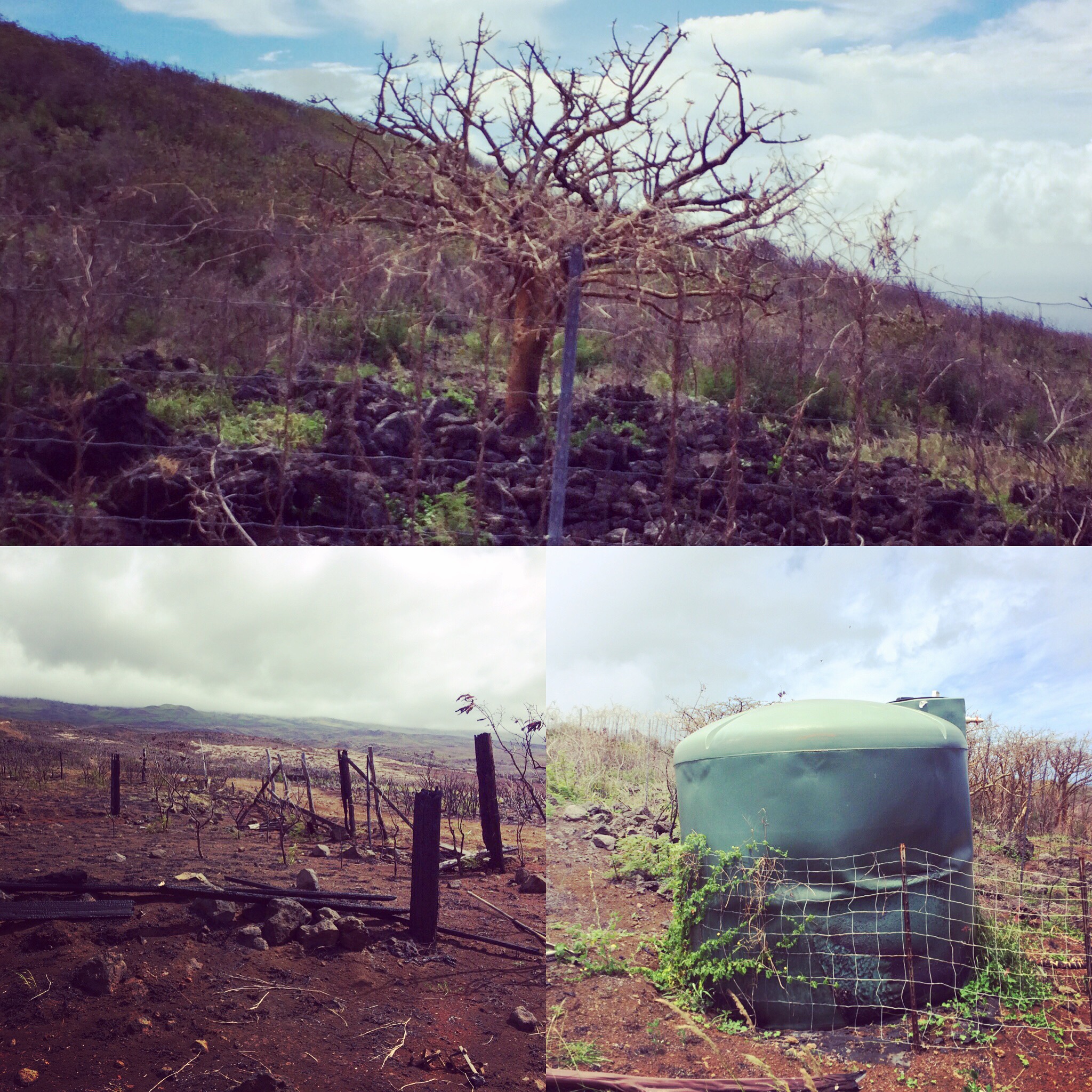 Fenceposts, water tanks, and wiliwili trees among other infrastructure and native plants were scorched by the wildfire.