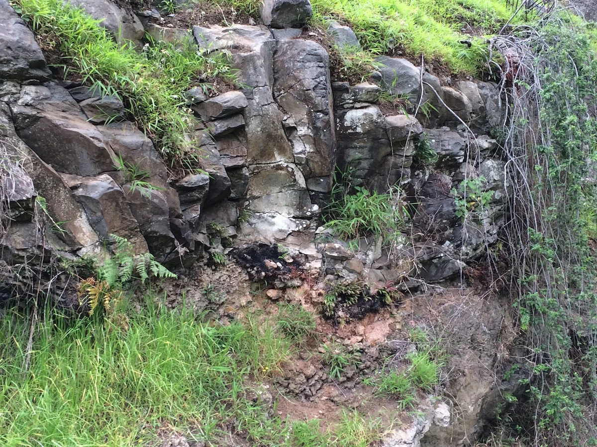 Even ferns within the wetter mauka gulches were burnt to a crisp.