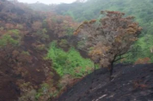 Photo Credit: Pacific Fire Exchange
