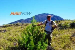Three non-native pine species (Monterey pine, Mexican weeping pine, and maritime pine) are highly invasive. PC: Haleakalā NP.