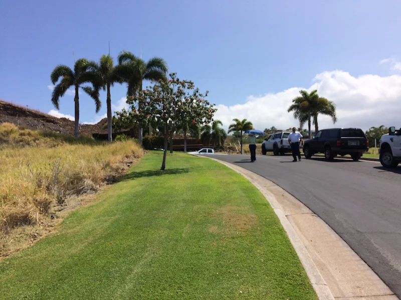 Native kou growing on mowed green belts that serve as living fuelbreaks along roadsides within Kohala Waterfront.