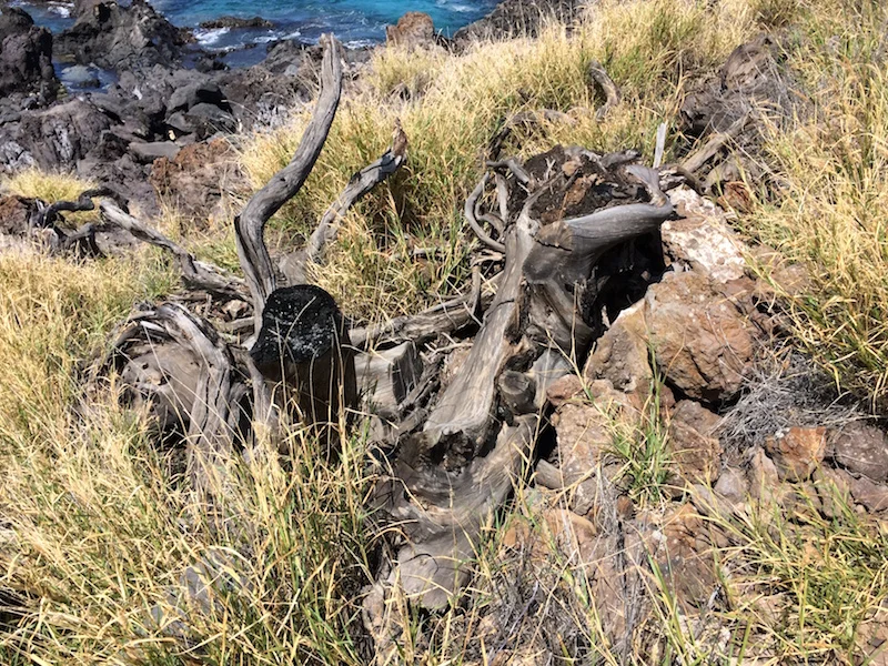 There are lots of signs of previous burns throughout the subdivision including this charred stump of a kiawe tree.