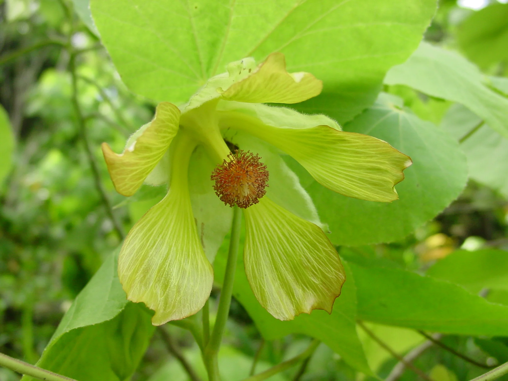 Endangered koʻoloa ( Abutilon sandwicense ). Credit: OANRP