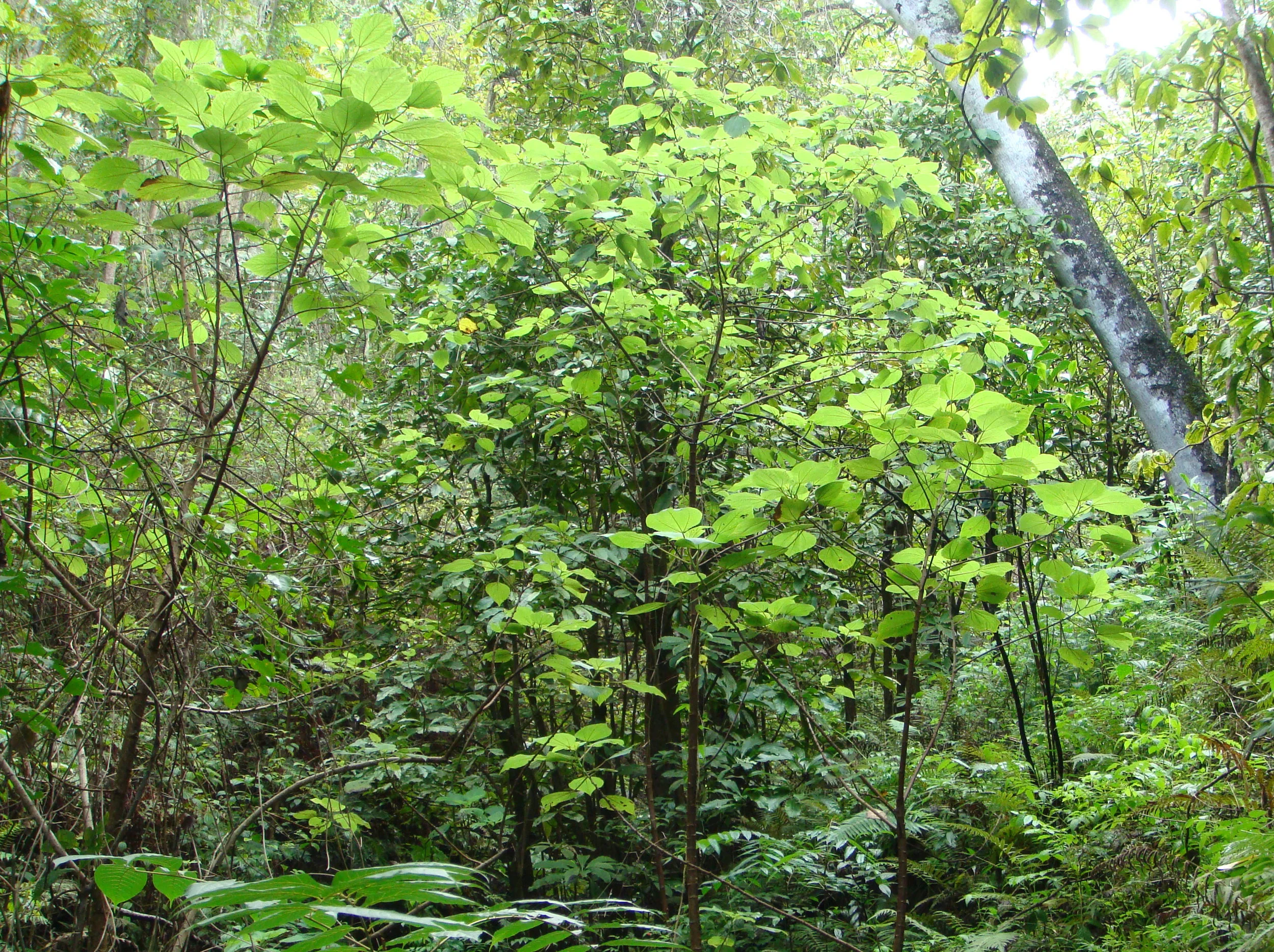Pualiʻi Gulch. Credit: OANRP