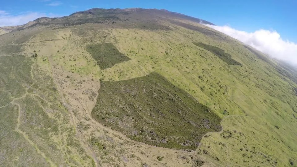"The dark green patches of land are the result of a 20-year dryland forest restoration project on ʻUlupalakua Ranch lands in Auwahi, Maui." Credit - Dr. Art Medeiros