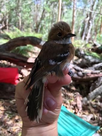 Hawai‘i ‘Elepaio. Credit: Kelly Jaenecke, USGS. Public domain.