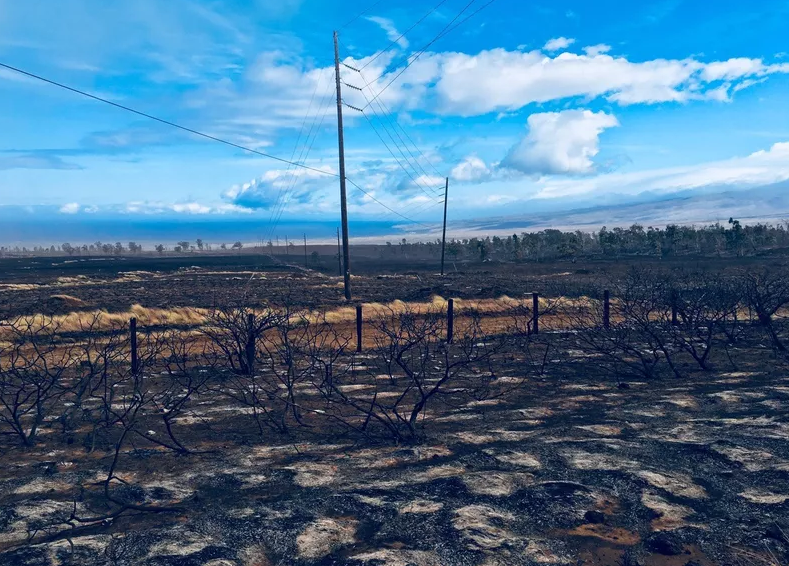 Scorched brush is seen after a brush fire moved through Waikoloa. Credit: Bert Horikawa / Hawaii News Now