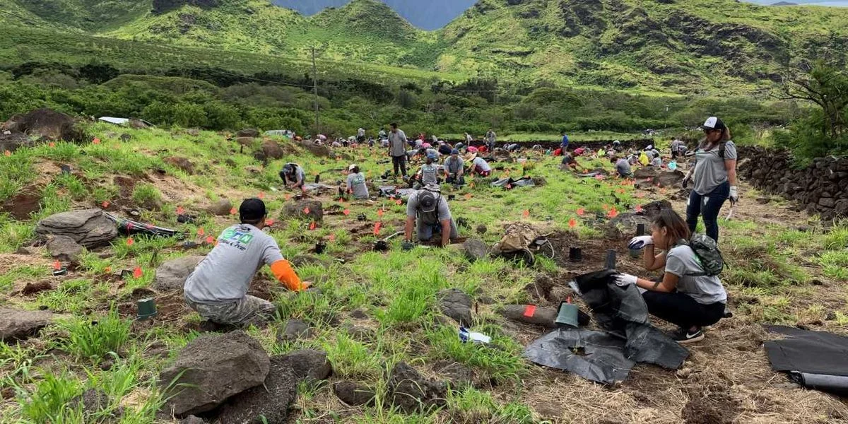 “Dozens of volunteers got down and dirty to plant roughly 750 trees on Oahu’s west side.” Credit: DLNR.