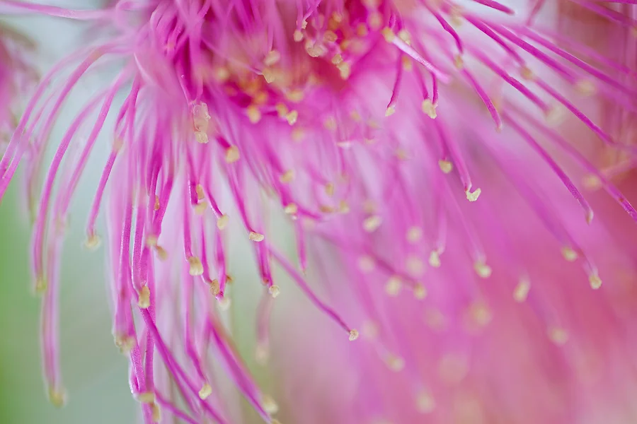 Purple Rain