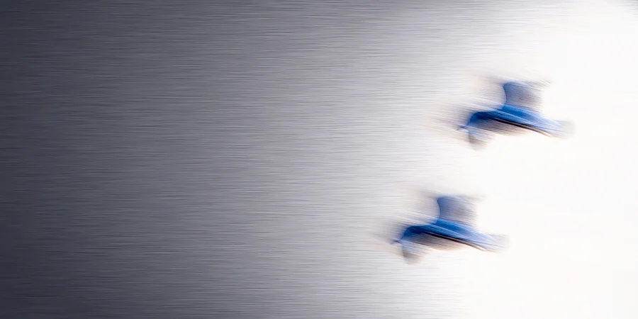 Blue Gulls.jpg