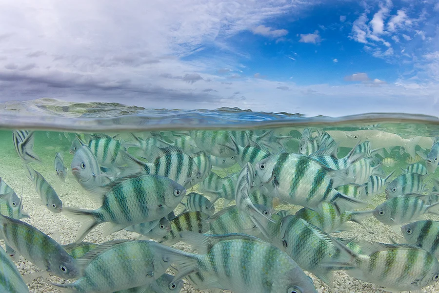 fishy1.jpg