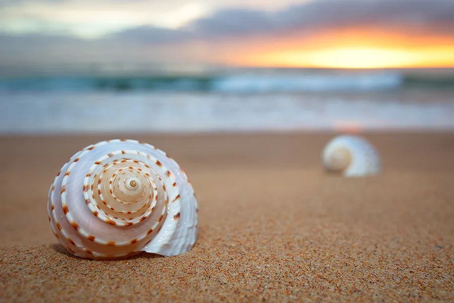 shells2.jpg
