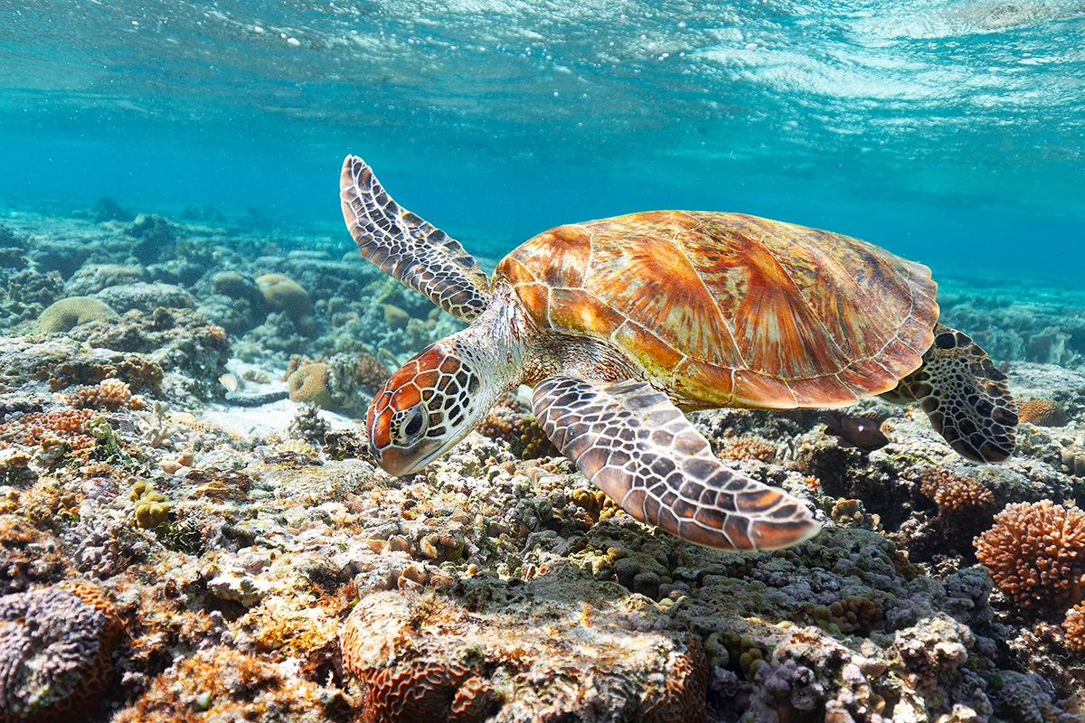    CLICK HERE FOR MORE SEA LIFE IMAGES   