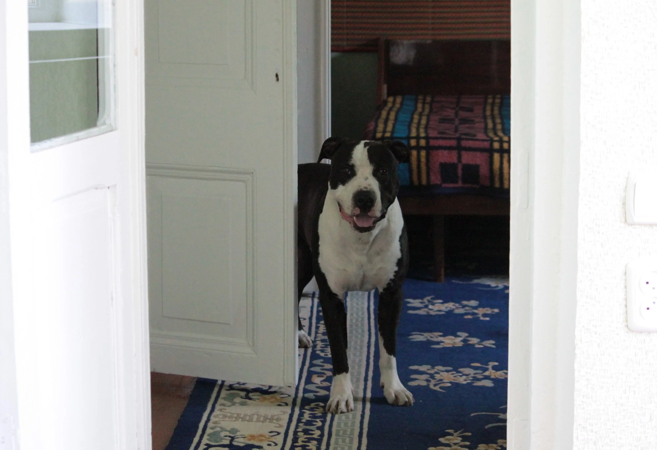 Собачий прокол - авторская колонка о жизни в Грузии